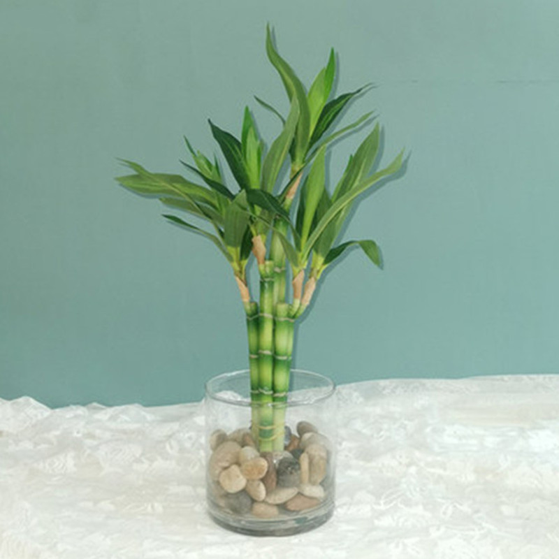 Desktop Organizer Bamboo - New 40cm rFtificial Lucky Bamboo Succulent